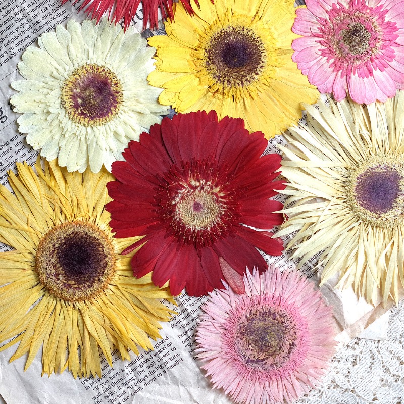 Resin Craft Ideas - 1 шт./7-9 см, прессованные гербера, сушеные